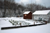 Winter scene at my garden allotment, Glasgow