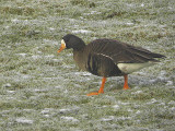 Greenland White-fronted Goose, Loch Lomond NNR