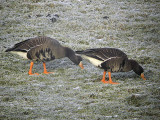 Greenland White-fronted Geese, Loch Lomond NNR