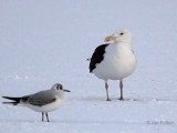 Great Black-backed Gull, Hogganfield Loch, Glasgow