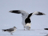 Great Black-backed Gull, Hogganfield Loch, Glasgow