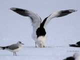 Great Black-backed Gull, Hogganfield Loch, Glasgow