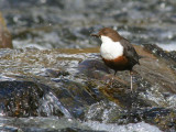 Dipper, Kilmahog, Upper Forth