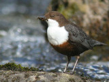 Dipper, Kilmahog, Upper Forth