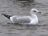 Common Gull (adult winter), Strathclyde Loch