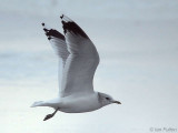Common Gull (adult winter), Strathclyde Loch