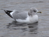 Common Gull (adult winter), Strathclyde Loch