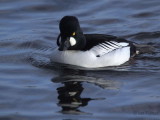 Goldeneye, Hogganfield Loch, Glasgow