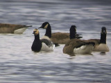 Barnacle Goose, Loch Lomond, Clyde