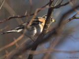 Brambling, Peaton Hill LNR-Coulport, Clyde