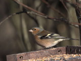 Chaffinch, Peaton Hill LNR-Coulport, Clyde