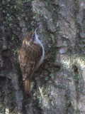 Treecreeper, Dalzell Woods, Clyde