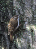 Treecreeper, Dalzell Woods, Clyde