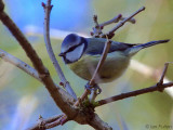 Blue Tit, Dalzell Woods, Clyde