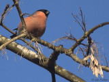 Bullfinch(male), Dalzell Woods, Clyde