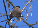 Bullfinch(female), Dalzell Woods, Clyde