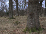 Gartfairn Woods, Loch Lomond NNR