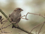 House Sparrow(female), Millichan-Glasgow, Clyde