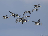 Barnacle Geese, Caerlaverlock WWT, Dumfries