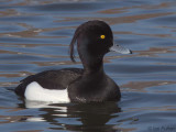 Tufted Duck, Caerlaverock WWT, Dumfries