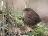 Wren, Dalzell Woods, Clyde