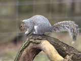 Grey Squirrel, Dalzell Woods, Clyde
