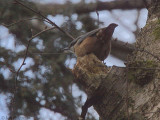 Nuthatch, Dalzell Woods, Clyde