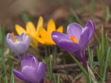 Crocuses, Dalzell Woods, Motherwell