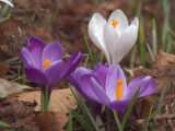 Crocuses, Dalzell Woods, Motherwell