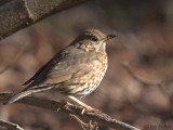 Song Thrush, Dalzell Woods-Motherwell, Clyde