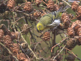 Siskin, Garadhban Forest-Drymen, Clyde