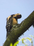 Great Spotted Woopecker(juvenile), Lang Craigs-Dumbarton, Clyde