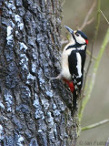Great Spotted Woopecker, Montreathmont Forest, Angus