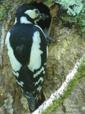 Great Spotted Woopecker, Pass of Leny, Forth