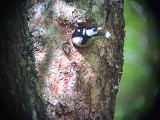 Great Spotted Woopecker, Pass of Leny, Forth