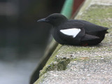 Black Guillemot, Troon harbour, Ayrshire