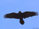 Raven, Lang Craigs-Dumbarton, Clyde