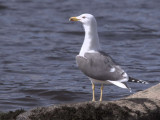 Lesser Black-backed Gull, Sallochy Bay-Loch Lomond, Clyde