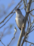 Blackcap, Dalzell Woods, Clyde