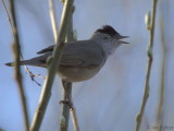 Blackcap, Dalzell Woods, Clyde