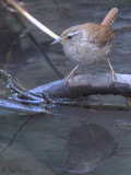 Wren, Dalzell Woods, Clyde