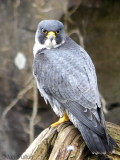 Peregrine(male), SWT Falls of Clyde Nature Reserve