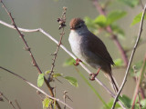 Cettis Warbler, Dalyan, Turkey