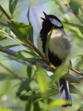 Great Tit, Dalyan, Turkey