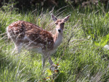 Fallow Deer, Loch Lomond, Clyde