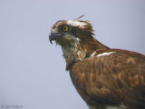 Osprey