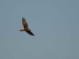 Marsh Harrier, Dalyan, Turkey