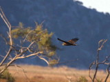 Marsh Harrier, Dalyan, Turkey