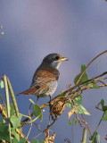 Red-backed Shrike, Dalyan, Turkey