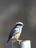 Western Rock Nuthatch, Caunos, Turkey